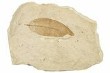 Fossil Leaf - France #254278-1